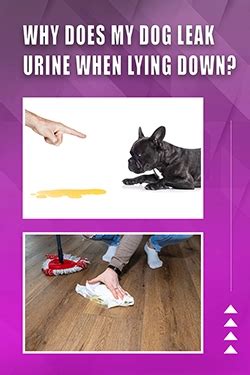 why does my dog leak urine when lying down|What to Do If Your Dog Is Leaking Urine